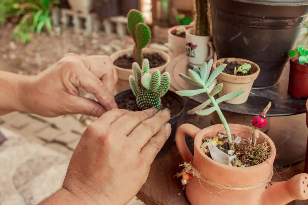 Como-Cuidar-das-Plantas-em-Varandas-Pequenas