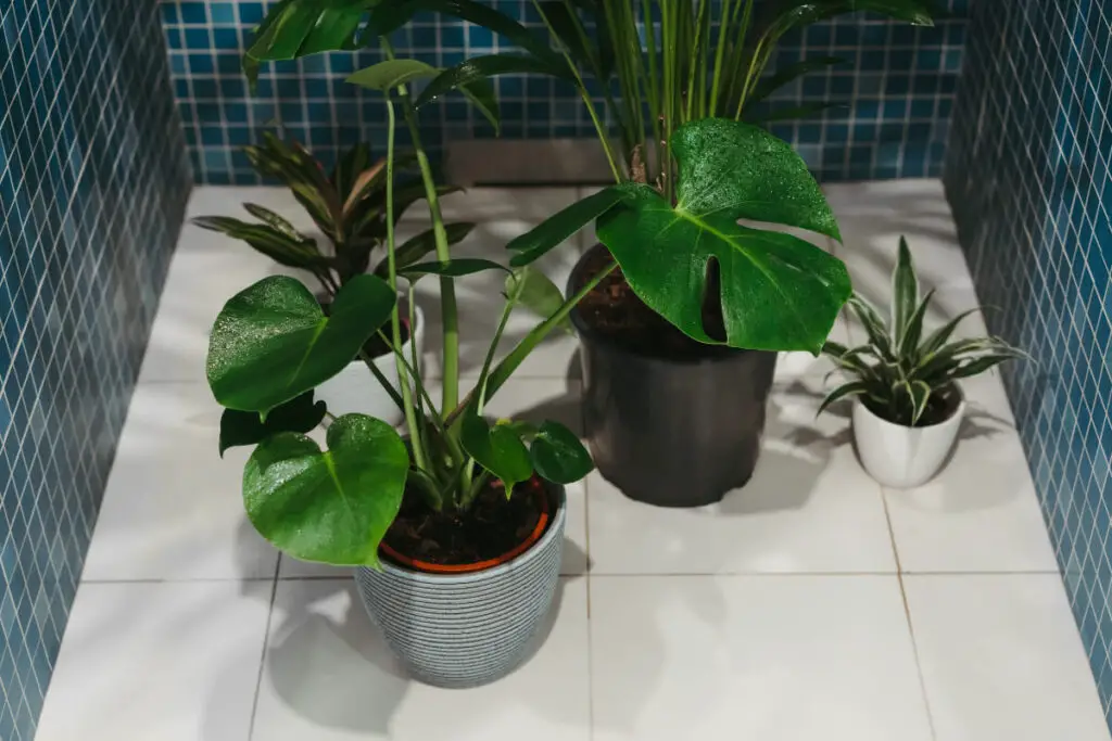 Cuidados-e-Manutenção-das-Plantas-no-Banheiro