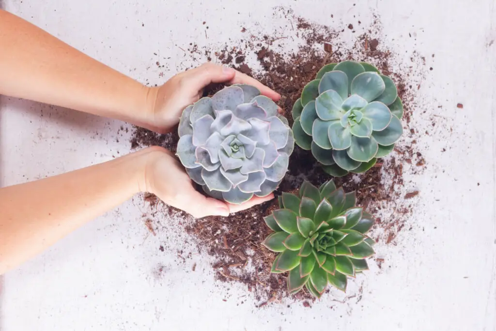 Ideias-para-Organizar-Plantas-em-Varandas-Pequenas