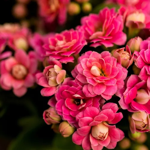 Flor Da Furtuna Kalanchoe Calandiva