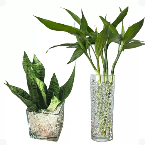 bambu-da-sorte-e-espada-de-so-jorge-natural-vasos-vidro