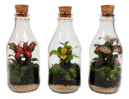 terrario-fechado-kit-c3-mini-jardim-suculentas-vidro